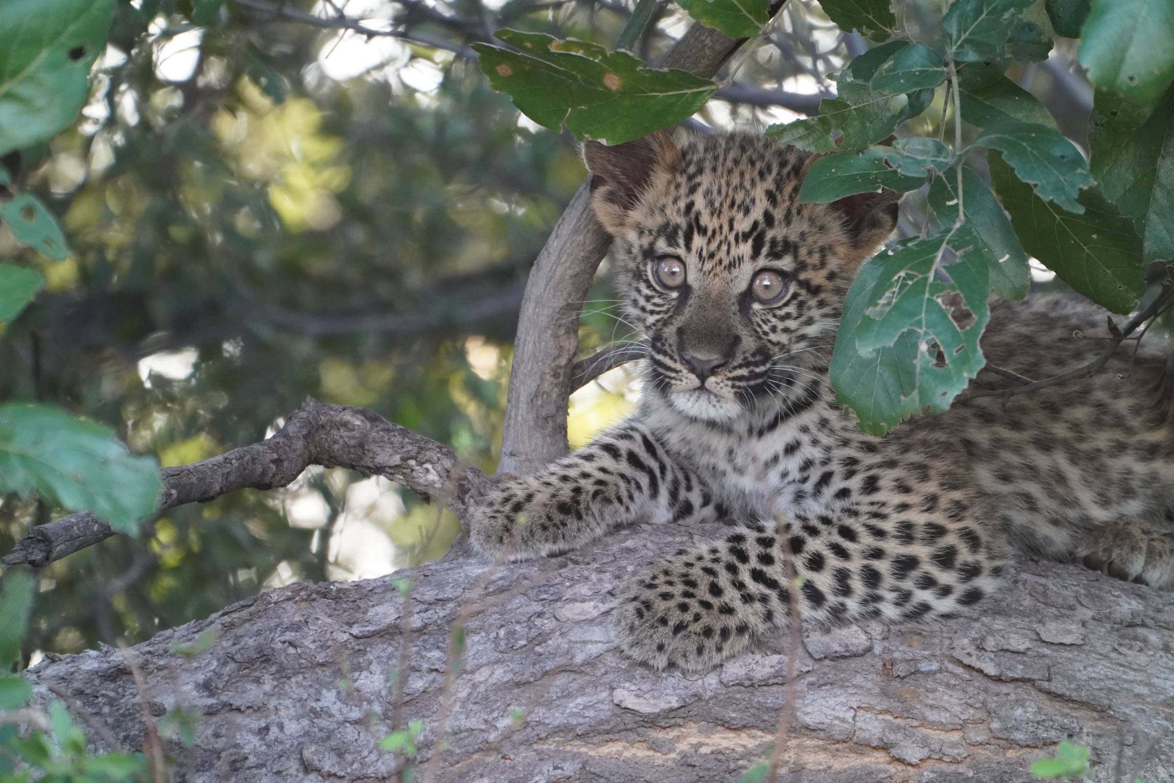 Intern on a branch