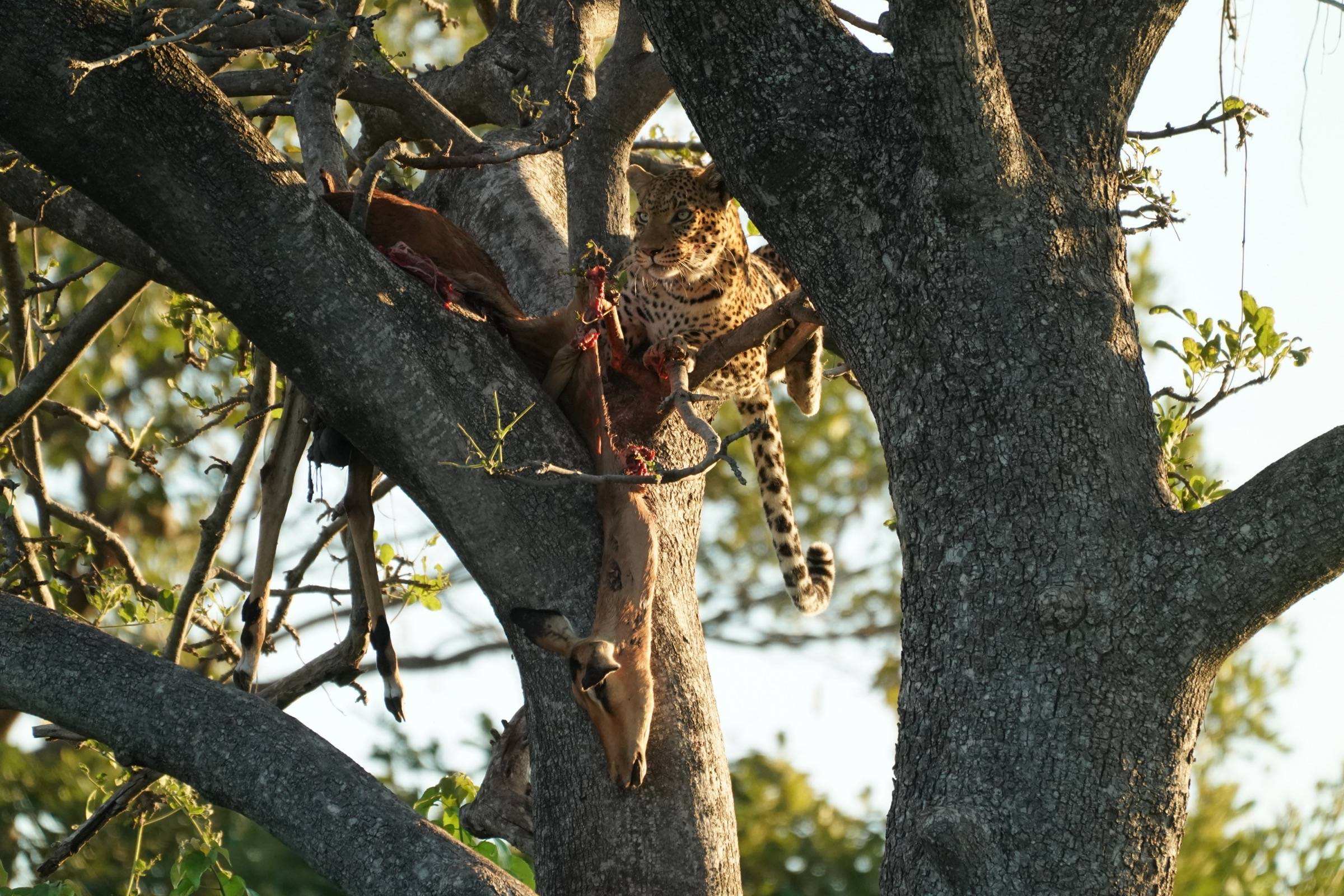 Room service, tree edition